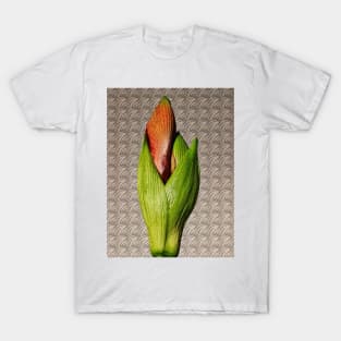 Orangery Red Amaryllis Bud T-Shirt